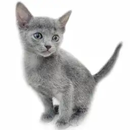 ロシアンブルー