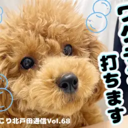 【 ほっこり北通Vol.68 】トイプーちゃんワクチン打ちます！