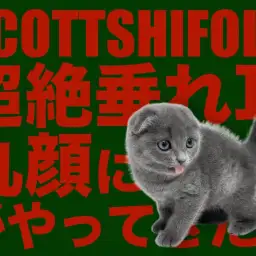 【 スコティッシュフォールド 】超絶垂れ耳の丸顔にゃんこがやってきた！