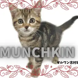 【 マンチカン 】スラリとしたモデル体型と麗しいタビー模様に目が離せない!