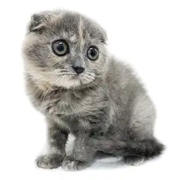 スコティッシュフォールド