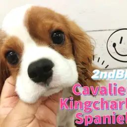 【 キャバリア 】生後5ヶ月を迎え可愛さ増し増し!心優しき甘ったれボーイに成長中