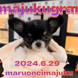 【 イマジュクグラム 】超温厚なプレミアムチワワちゃまのお手入れタイムに密着！