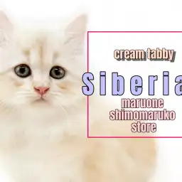 【 サイベリアン 】甘いクリームカラーの瞳が大きな王子様！職人の様な遊び方に注目