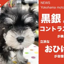 【 速報 】黒銀色が美しいシュナちゃんが可愛すぎる！【 NEWS横浜元町 】