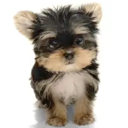 MIX（ヨークシャーテリア×マルチーズ）