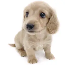 ミニチュア・ダックスフント