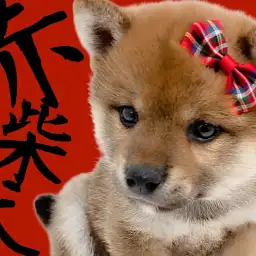 【 柴犬 】クマ顔フェイスのもっちりボディ!社交性抜群の赤柴はこの子に決まり!