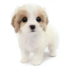 MIX（キャバリアキングチャールズスパニエル×ビションフリーゼ）