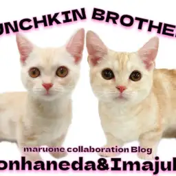 【 今宿店本羽田店コラボブログ 】兄弟マンチカンの成長した姿を検証してみた！