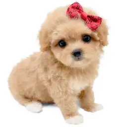 MIX（マルチーズ×トイプードル）