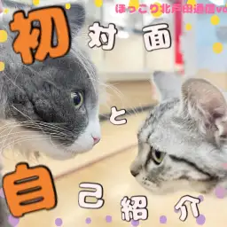 【 ほっこり北通Vol.79 】アメショちゃんとノルちゃんの初対面！