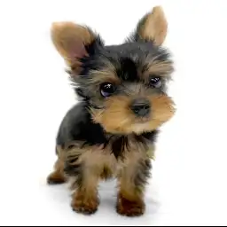 ヨークシャーテリア