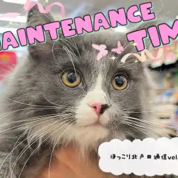 【 ほっこり北通Vol.74 】ノルくんの大好きな耳掃除！