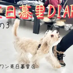 【 東日暮里DIARYその3 】マルプーのお散歩～店内パトロール～