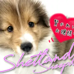 【 シェットランドシープドッグ 】シェルティの愛称で知られる賢可愛いお嬢様!