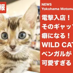 【 速報 】ギャップ萌えなワイルドキャットが電撃入店【 NEWS横浜元町 】