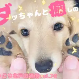 【 ほっこり北通Vol.76 】ダックスちゃんとの癒しタイム