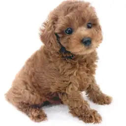 トイ・プードル