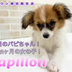 【 パピヨン 】本日のパピちゃん!生後3ヶ月の女の子!