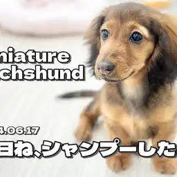 【 ダックスフント成長ログ 】美しさを保つための身だしなみはバッチリよ!