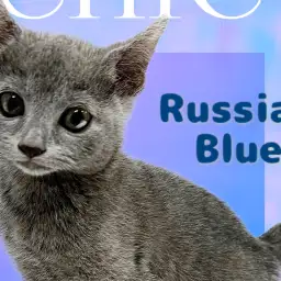 【 ロシアンブルー 】クールビューティーな美猫!性格も良しで魅力満点!