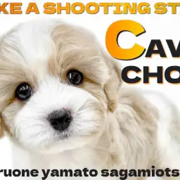 【 キャバション 】流れ星の様に現れた!見逃し厳禁の可愛すぎる超人気MIX!