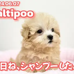 【 マルプー成長ログ 】小柄で愛らしいマルプーちゃん！今日はキレイキレイの日！