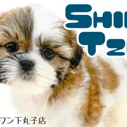 【 シーズー 】飼いやすい犬種ナンバーワン?!愛されルックスの癒し系わんこ!