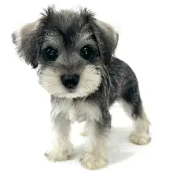 ミニチュア・シュナウザー