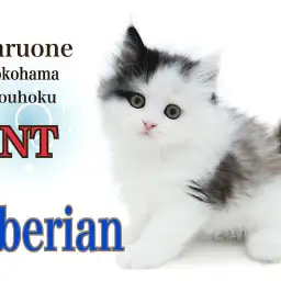 【 サイベリアン 】神様から贈られた個性的な模様が自慢のサイベ君