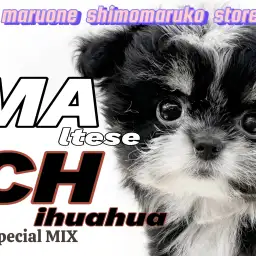 【 MIX 】ブラックマルチーズが君臨!?マルチーズとチワワの天才的なMIX!