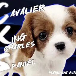 【 キャバリア 】ちょっぴりドジな天然ボーイ!誰もが羨むエレガントわんこ