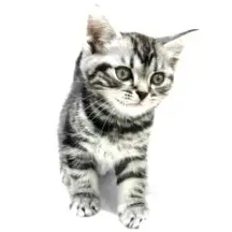 アメリカンショートヘア