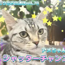 【 ほっこり北通Vol.78 】シャッターチャンスのアメショちゃん！