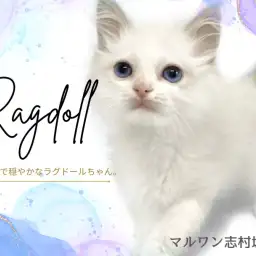 【ラグドール】幸せを運ぶ青い瞳のお姫様。穏やかで優しい性格のラグちゃんが登場!