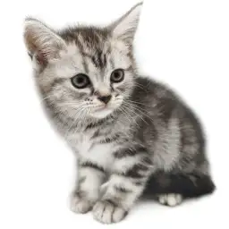 アメリカンショートヘア