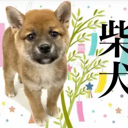 【 柴犬 】撫でるとお腹を見せてくれる人懐っこさ抜群の女の子が埼玉に登場！