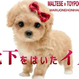 【 マルプー 】賢く育てやすい！白ソックスが可愛いベビーフェイスのマルプー降臨！