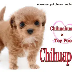 【 MIX 】超フレンドリーな鮮やかレッドカラーのチワプーの女の子