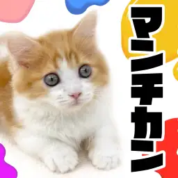 【 マンチカン 】バランスの良い性格と可愛いルックスが揃った短足マンチ!