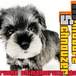 【 ミニチュアシュナウザー 】モノクロの美学!心を掴むキュートな性格にも注目!