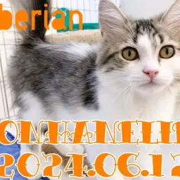 【 サイベリアン 】元気いっぱい愛嬌だらけのサイちゃんの1日！