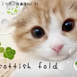 【 ほっこり北通Vol.72 】カメラは気にしない！元気MAXスコティッシュ