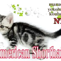 【  アメリカンショートヘア 】クールなルックスの甘々ガール、アメショの女の子