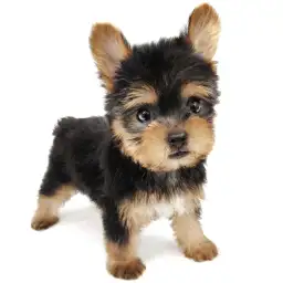 ヨークシャーテリア