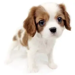キャバリア・キングチャールズ・スパニエル