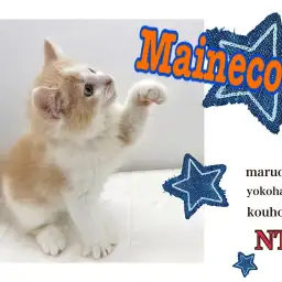【 メインクーン  】BIGな男の子メインクーン、ご紹介ブログ第2弾
