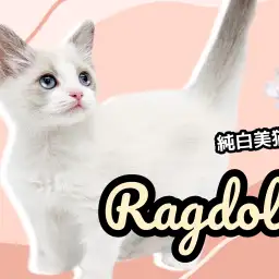 【 ラグドール 】超美猫!まるでぬいぐるみかのようなスペシャルな猫ちゃん