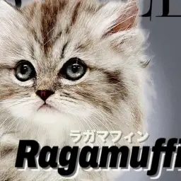 【 ラガマフィン 】神秘的なシルバーカラーの被毛に包まれた温厚癒し系キャット